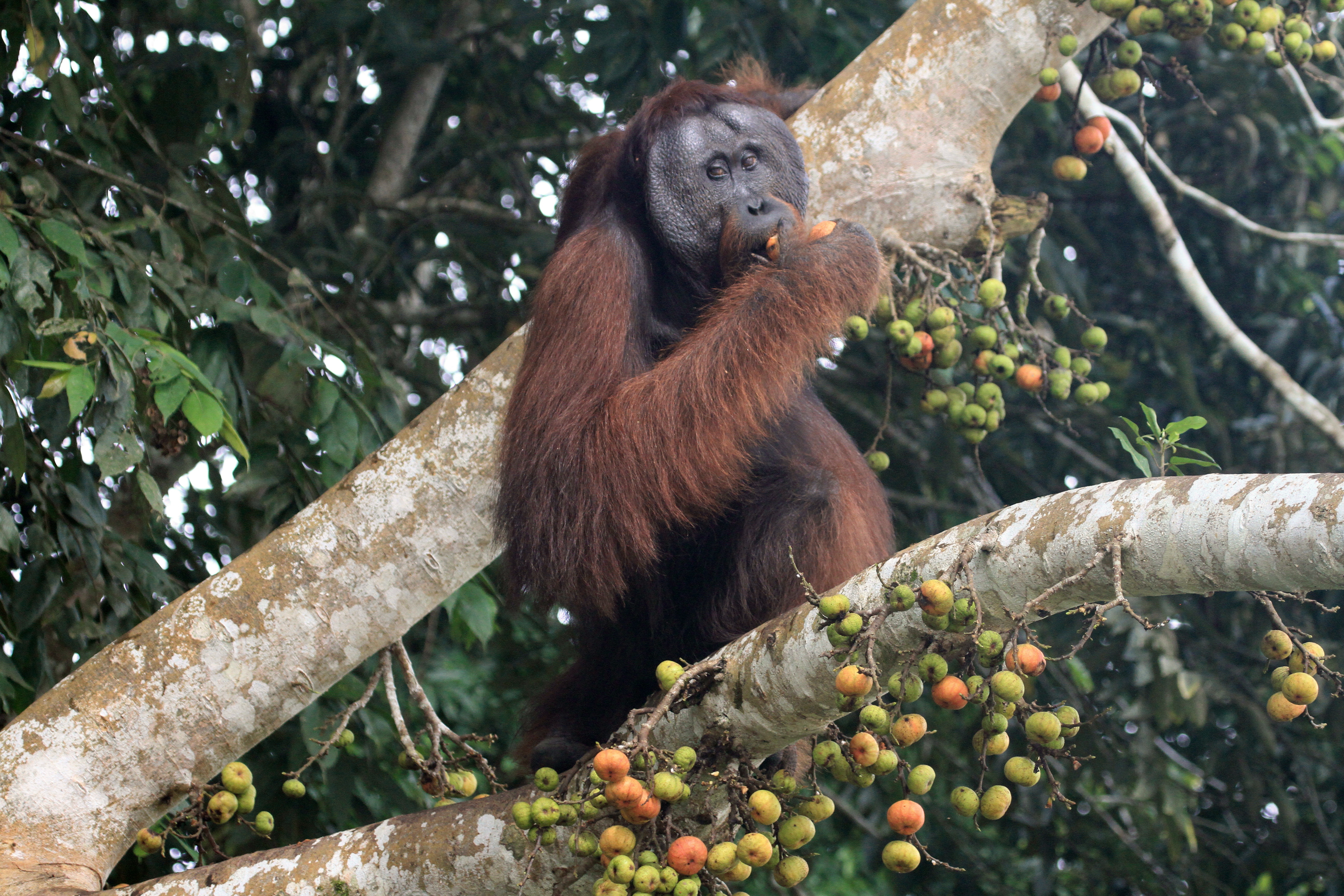 Borneo_sekretne krolestwo.jpg