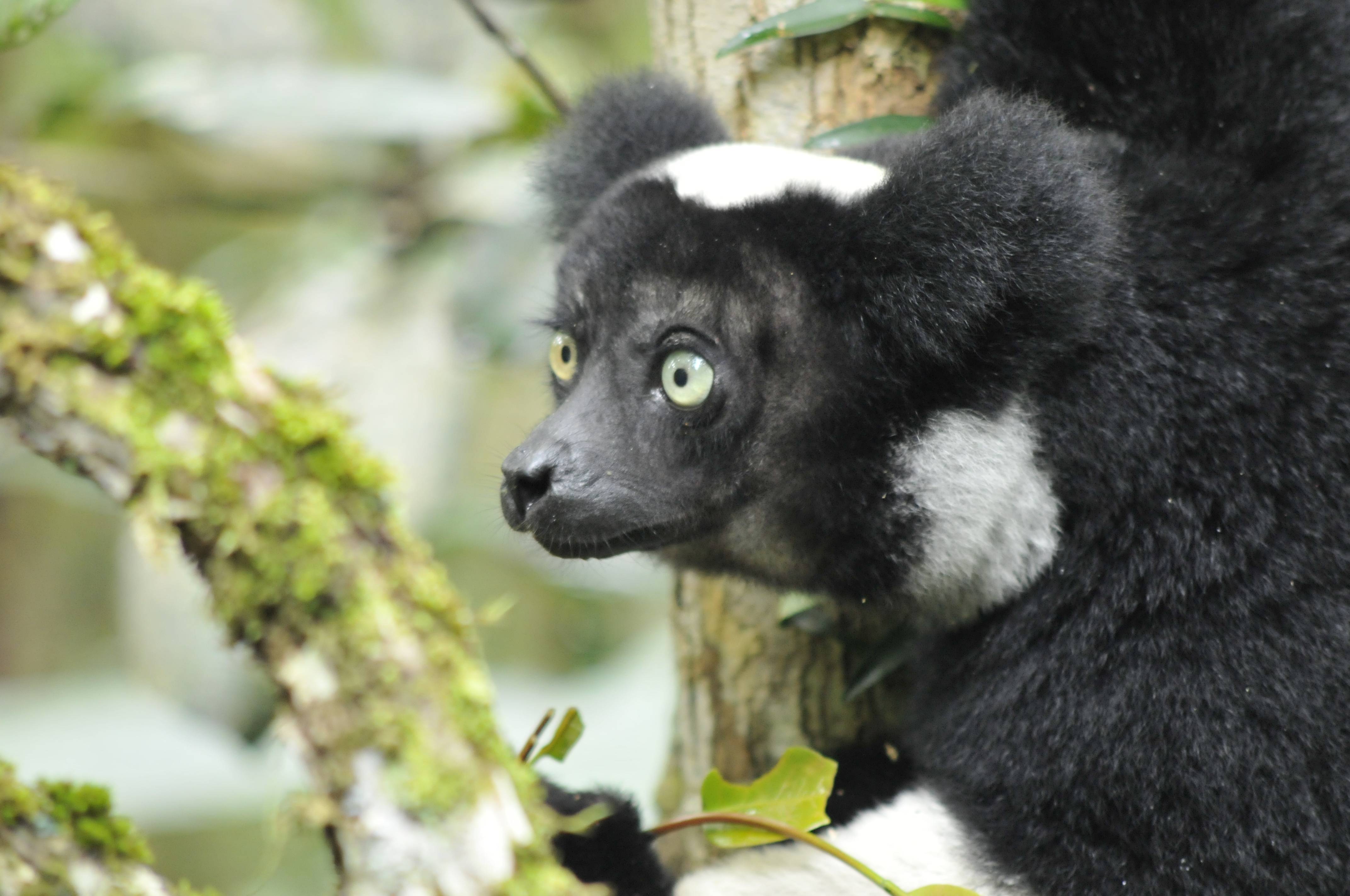 Madagaskar_zwierzeta niezwykle.jpg