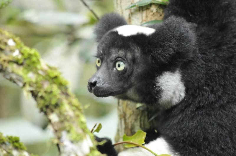 Madagaskar_zwierzeta niezwykle.jpg