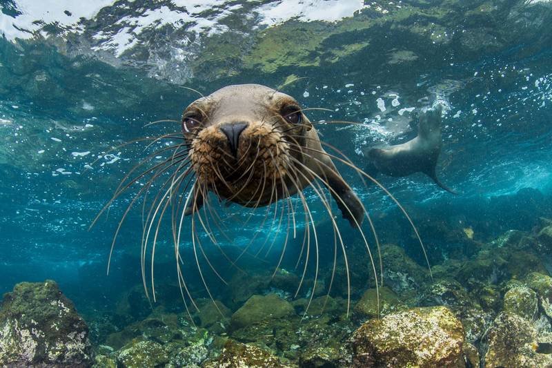 Arcytrudna misja_dzikie Galapagos.jpg