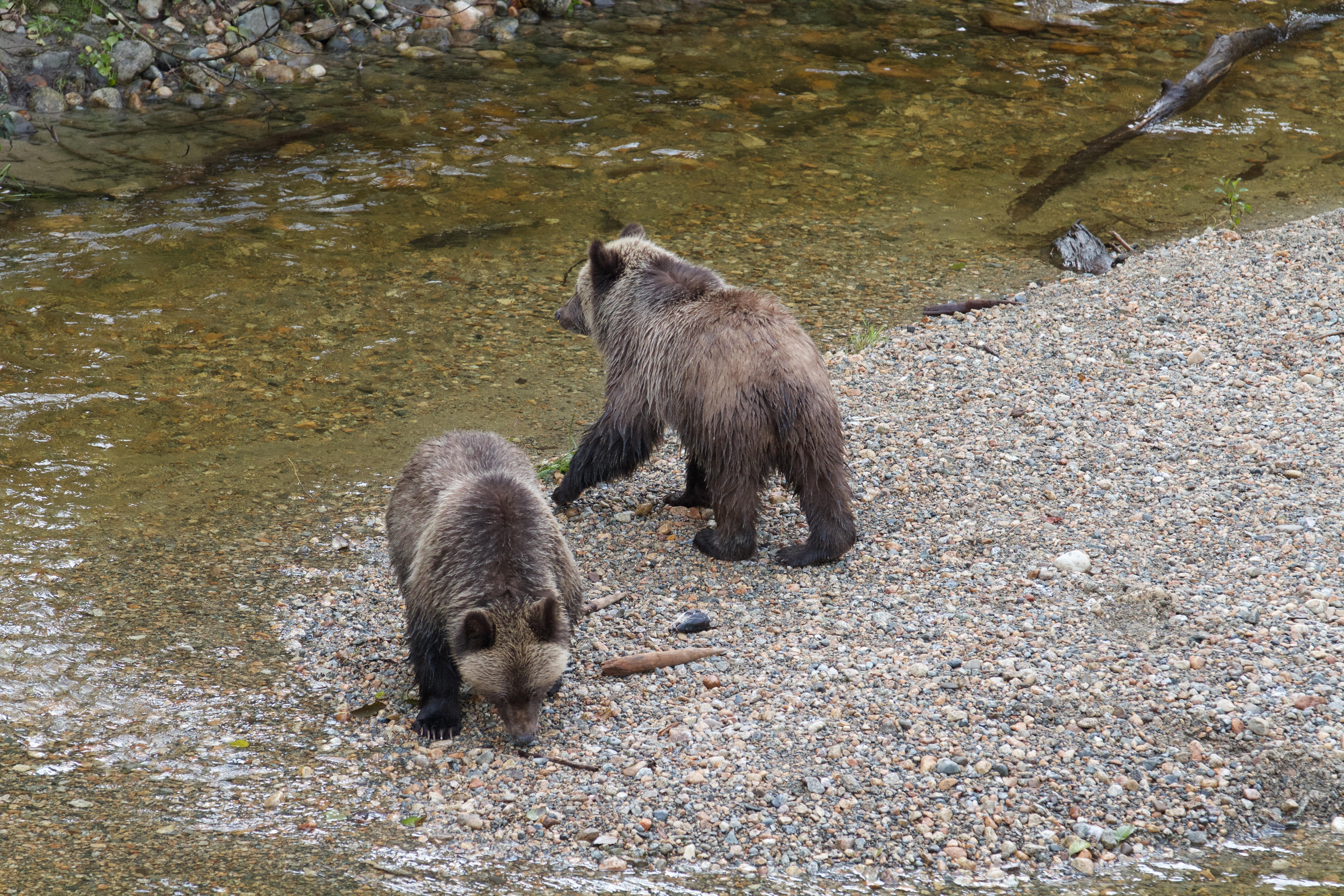 Grizzly na wypasie.jpg