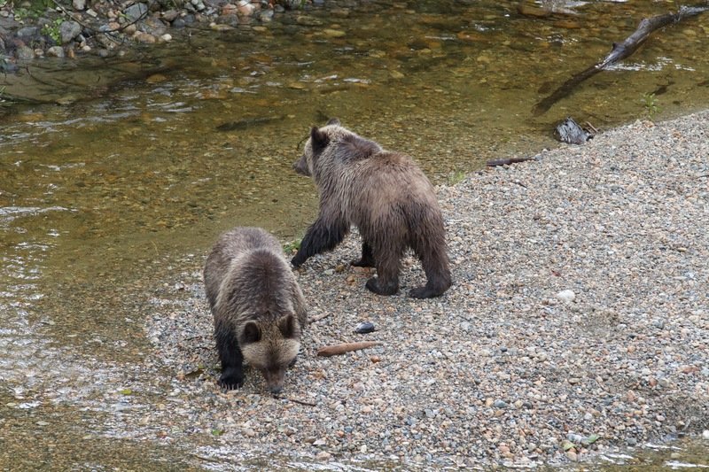 Grizzly na wypasie.jpg