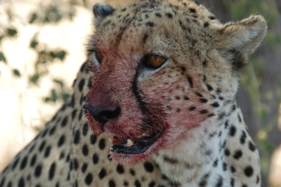 EP301_005_AfricasDeadliestIII.jpg