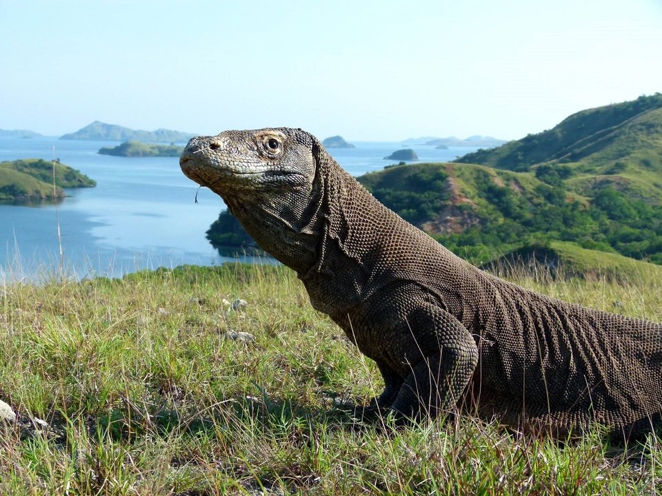 Komodo_krolestwo_waranow_03.jpg