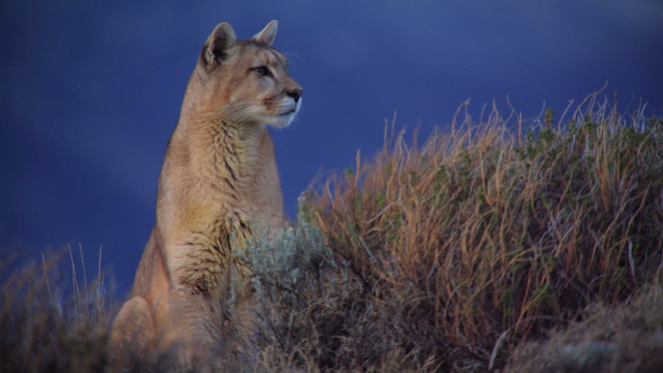 MountainsOfExtremes_WildArgentina_Ep_101_06.jpg