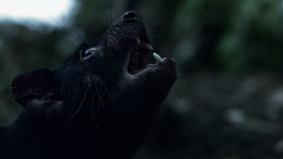 Ep103_Australia'sDeadliestMonsters_004.jpg