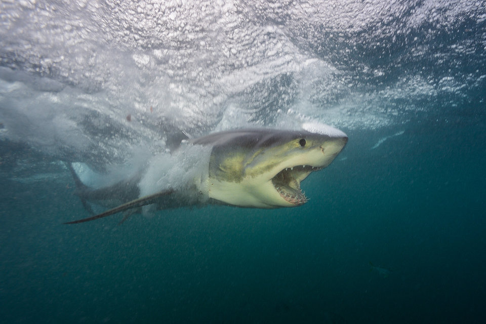 SharksUnderAttack_004_MissionCritical.jpg