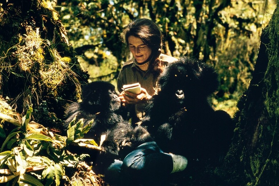 Kto zabił Dian Fossey_małe.jpg