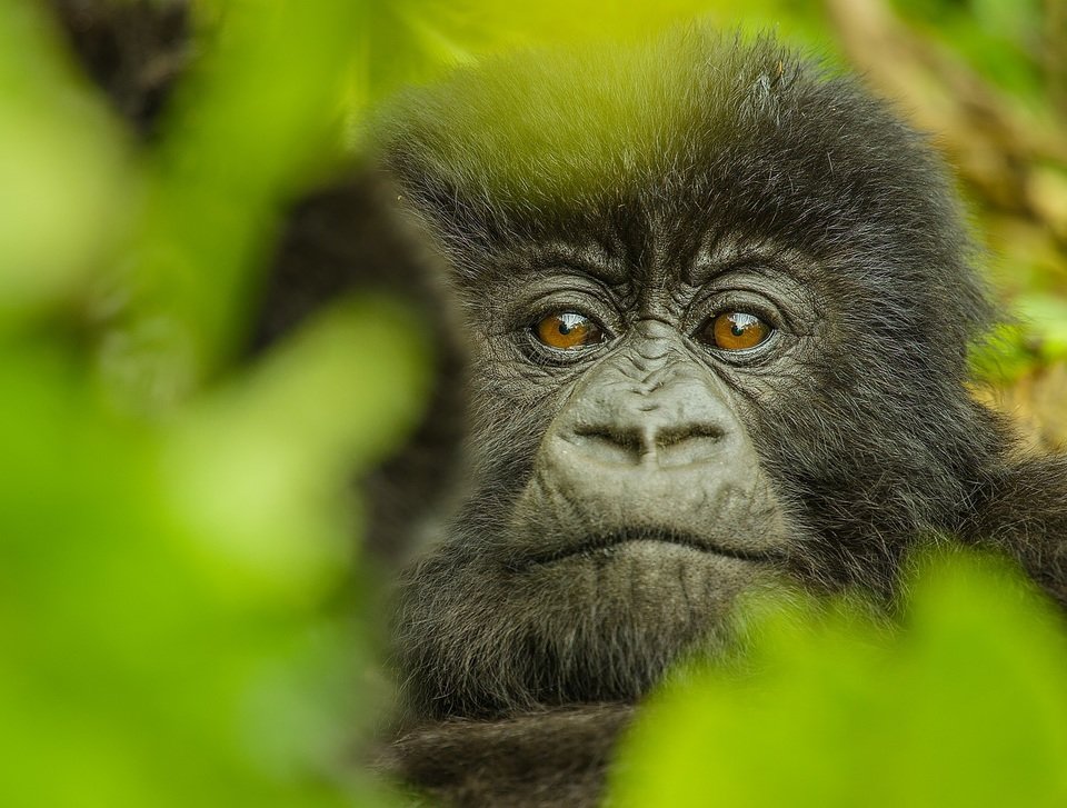 Kto zabił Dian Fossey_8_małe.jpg