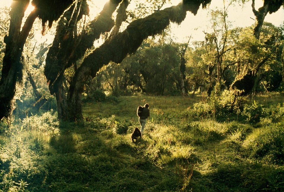 Kto zabił Dian Fossey_2_małe.jpg