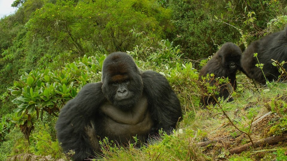 Kto zabił Dian Fossey_7_małe.jpg
