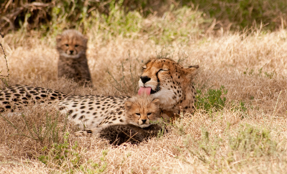 SibellaMiracleCheetah_09.jpg