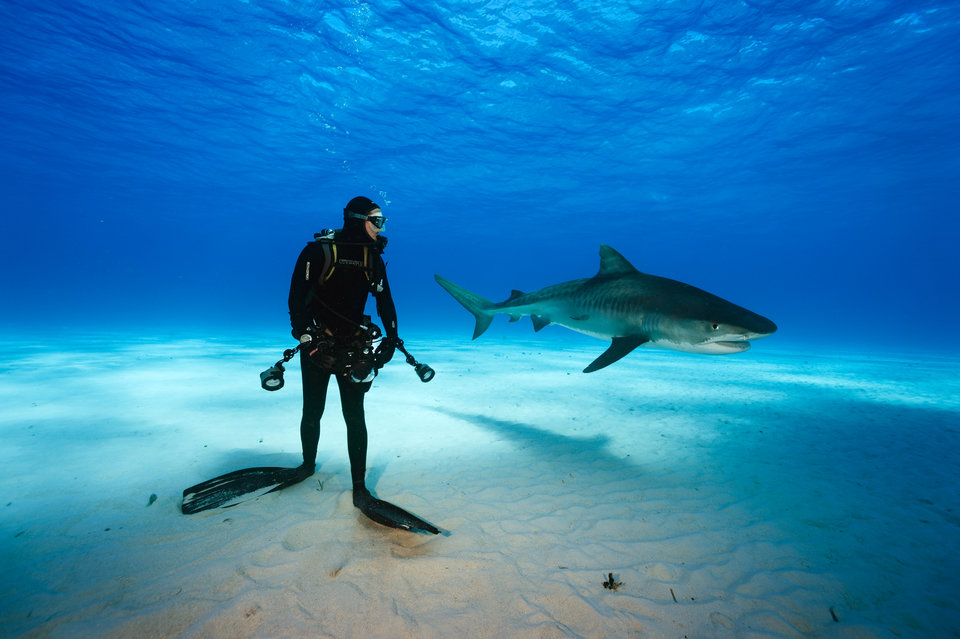 SharksUnderAttack_001_MissionCritical.jpg