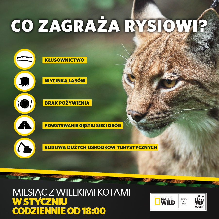 Co zagraża rysiowi.jpg