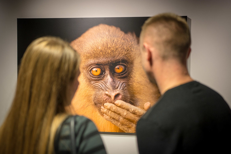 Wernisaż wystawy National Geographic Photo Ark. Największa wystawa zagrożonych gatunków na PGE Narodowym, natgeophotoark.org 4.jpg