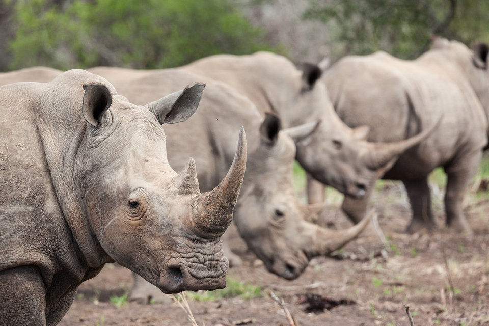 Ep102_010_WildSouthAfrica.jpg