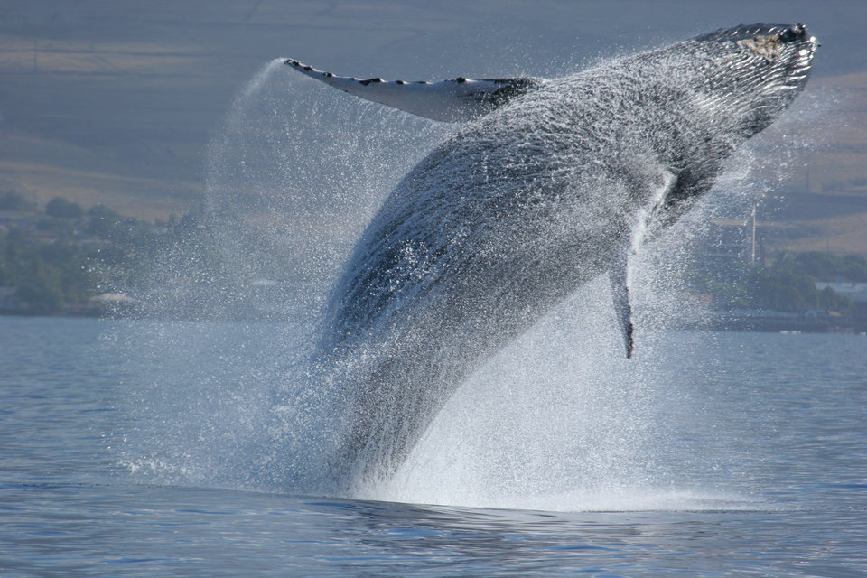 WildHawaii__61.jpg