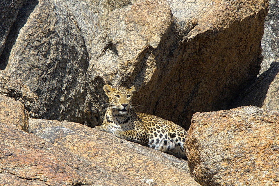 LeopardRocks_Ep101_02.jpg