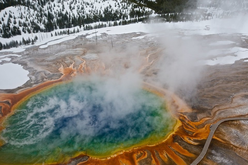 Dziki Park Yellowstone male.jpg