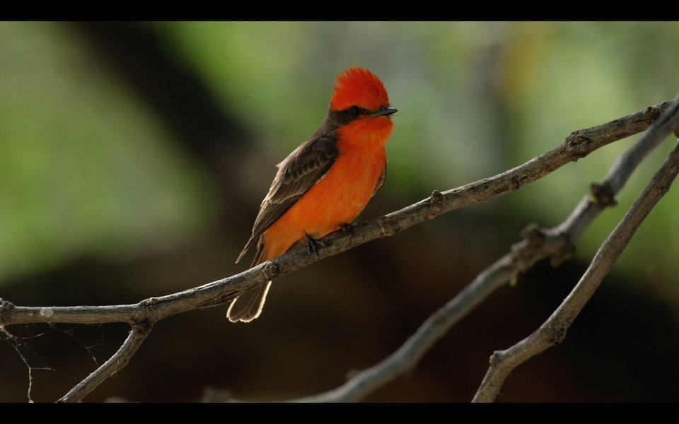 DesertsEdge_WildSouthwest_AmericaTheBeautiful_Ep108_LR09.jpg
