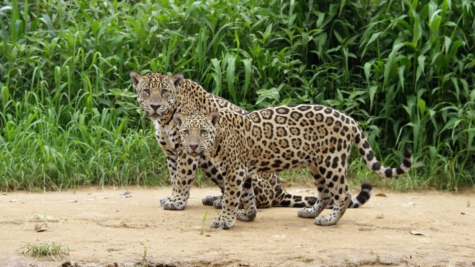JaguarVsCroc_21 male.jpg