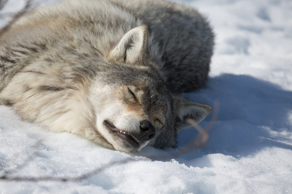 WolfVBear_01.jpg
