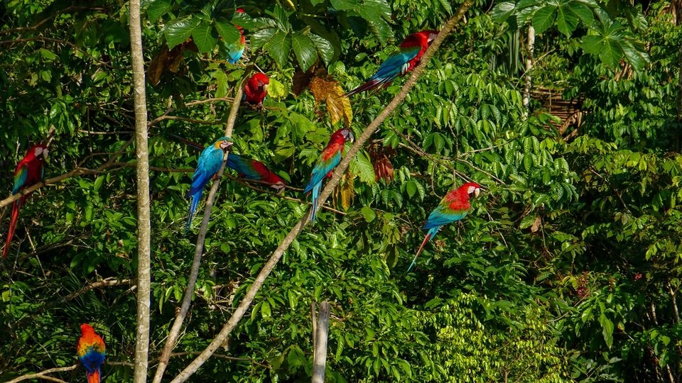 Wild peru male.jpg