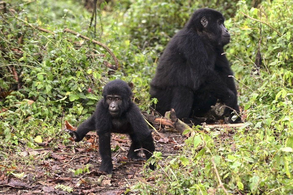 wild uganda male.jpg