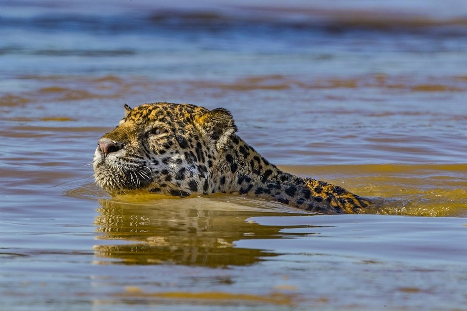 jaguar male.jpg
