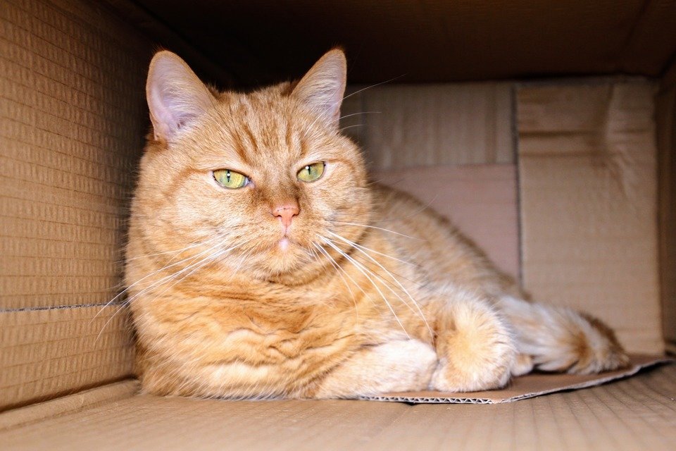 cat-1999679_1920.jpg