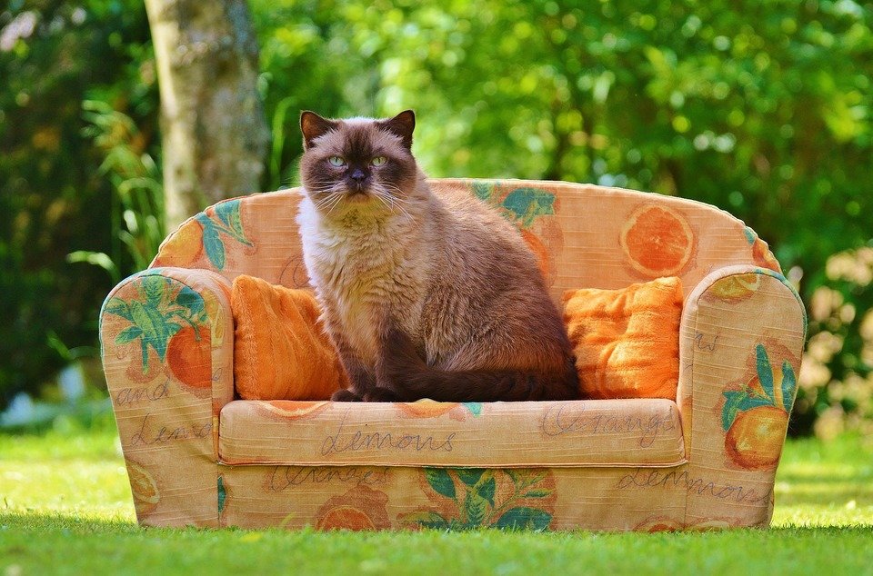 sofa-788537_1920.jpg