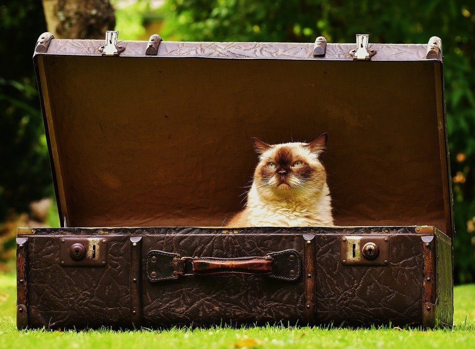 luggage-1643010_1920.jpg