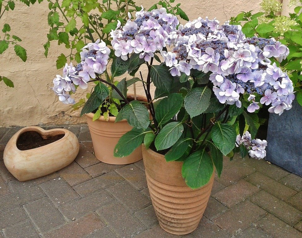 hydrangea-591749_1920.jpg