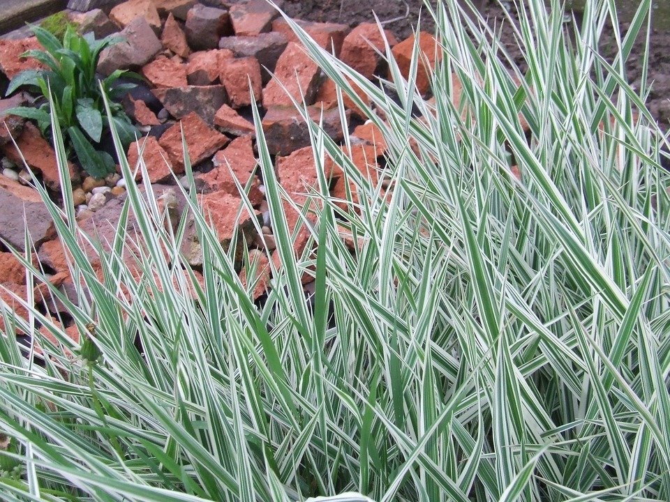 grass-1045331_1920.jpg