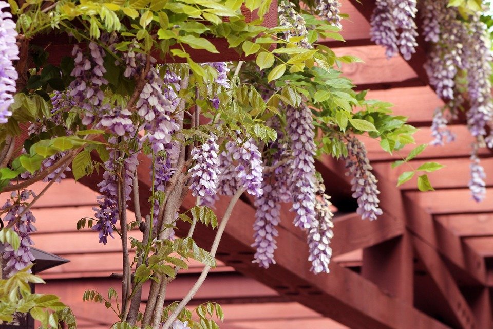 wisteria-1152229_1920.jpg