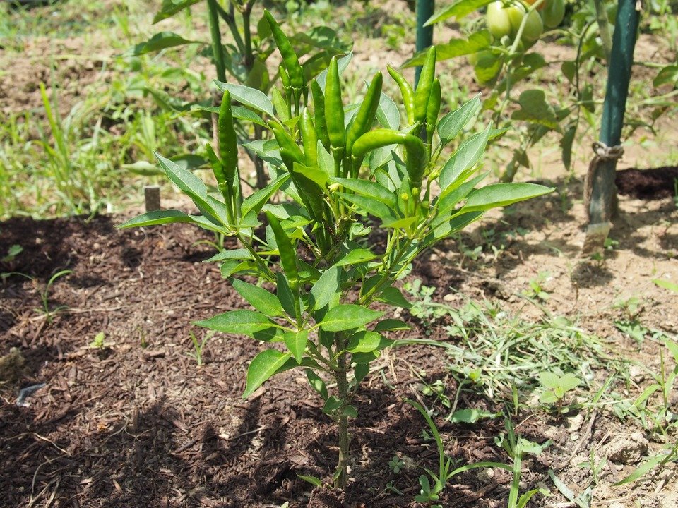 field-973020_1920.jpg