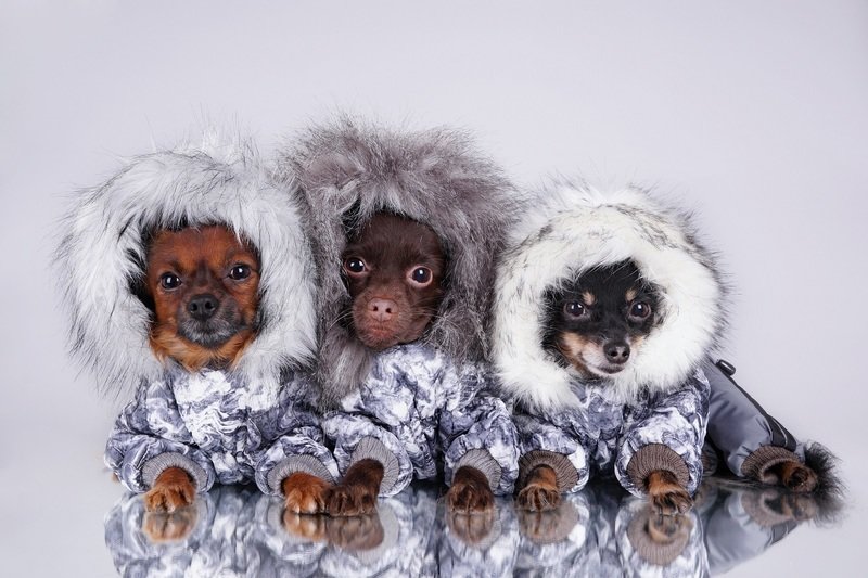 Fot. Shutterstock.com