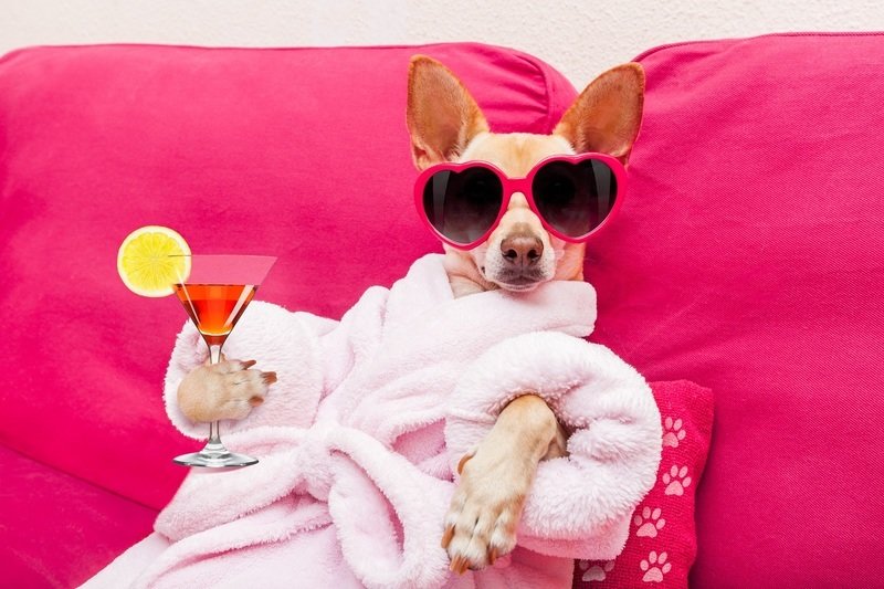 Fot. Shutterstock.com