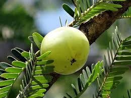 Amla (agrest indyjski)