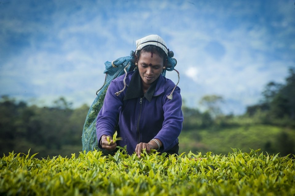 Dilmah_Seasonal_Flush_Jan_2016_Park_Estate_Seasonal_Emerald_Green_OP1_Handpicking__DSC9183.tif_SP.jpg